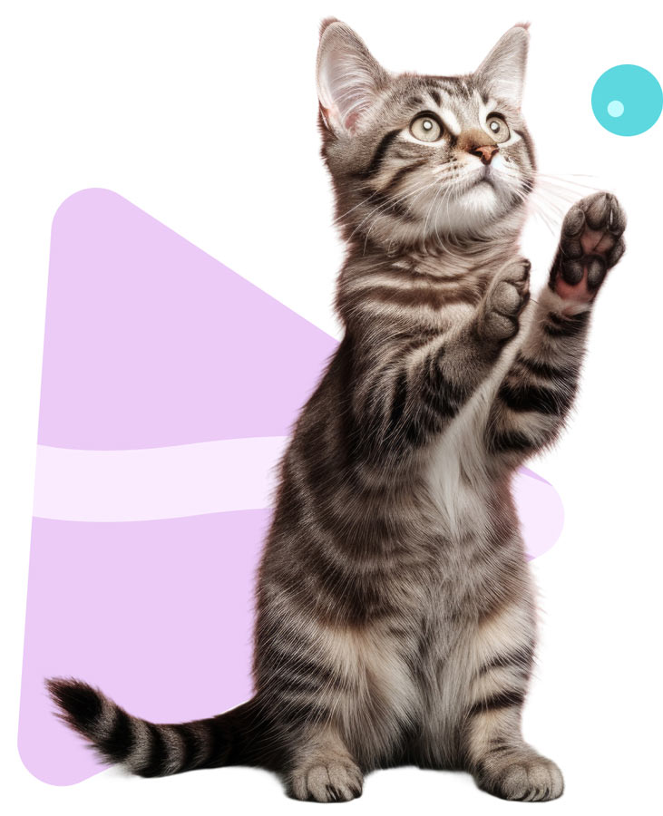Quatro Patas Pet Online Gato
