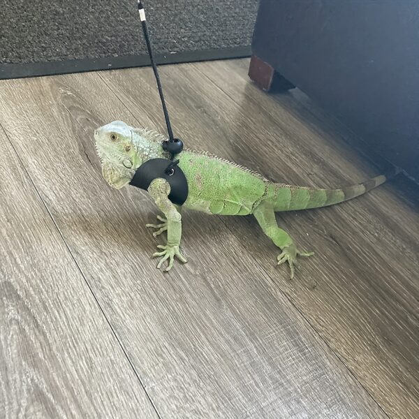 Arnês e Trela Ajustável para Dragões Barbudos e Outros Répteis - Image 5