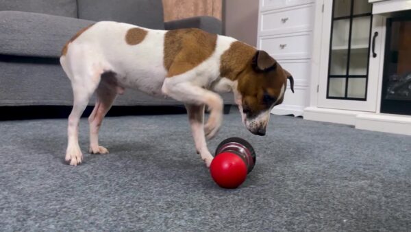 Brinquedo para Alimentação - Dogs Toy To Hide Food, Slow Feeding Toy - Image 8