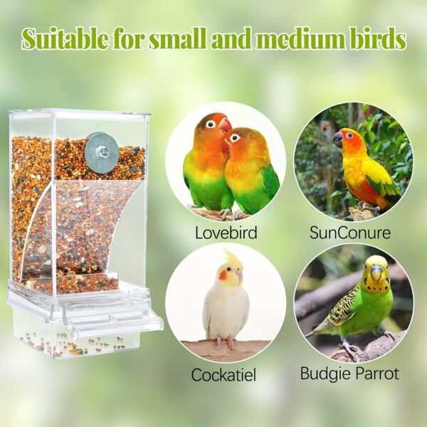 Alimentador Automatico para Passaros - Automatic Bird Feeder, Water Dispenser Set - Clear - Image 12